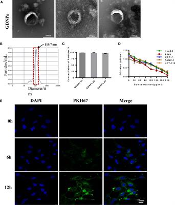 Ginseng-derived nanoparticles inhibit lung cancer cell epithelial mesenchymal transition by repressing pentose phosphate pathway activity